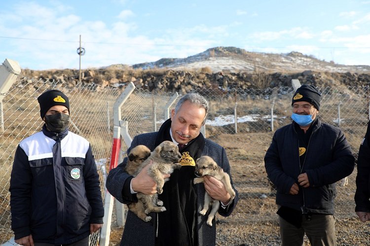 Kayseri Talas'ın barınak gururu -