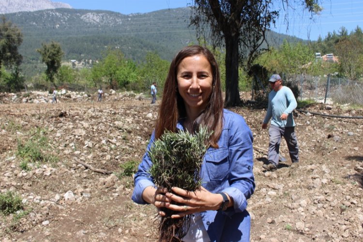 Kemer lavanta kokacak -