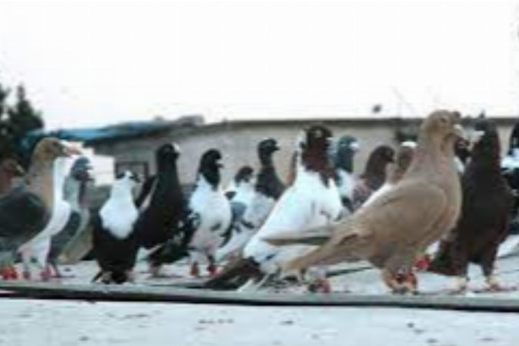 Kilis'te bir kişi güvercinle taklaya geldi! -