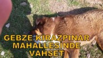 KİRAZ PINARDA HAYVAN KATLİAMI