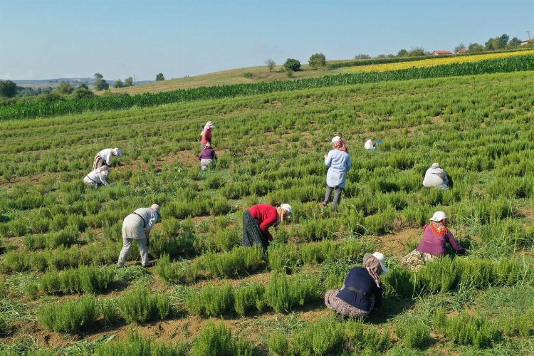 Kocaeli'de tıbbi ve aromatik bitkilerin hasadı başladı -