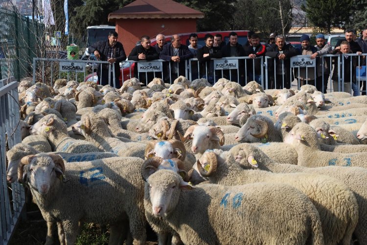 Kocaeli'den damızlık koçlarda 2. etap dağıtım... 500 koç, 150 teke verilecek -