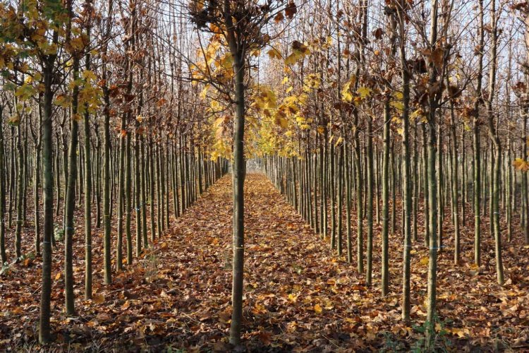 Kocaeli'nin yetiştirdiği fidanlar kente nefes oluyor -