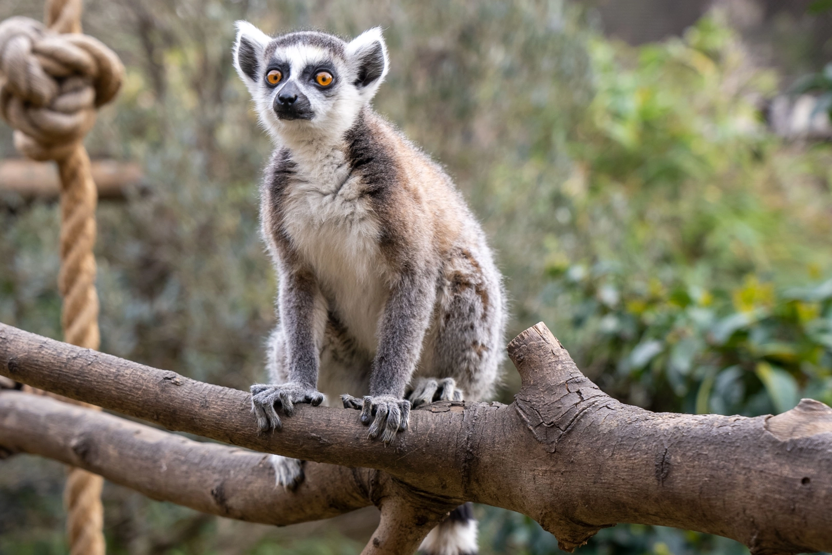 Lemur türlerinin korunmasına dikkat çekildi -