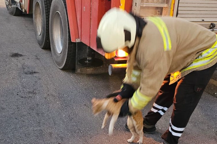 Lise binasında mahsur kalan kedi kurtarıldı -