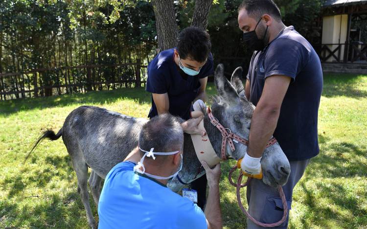 Manavgat'ta yanan eşek Bursa'da iyileştirildi