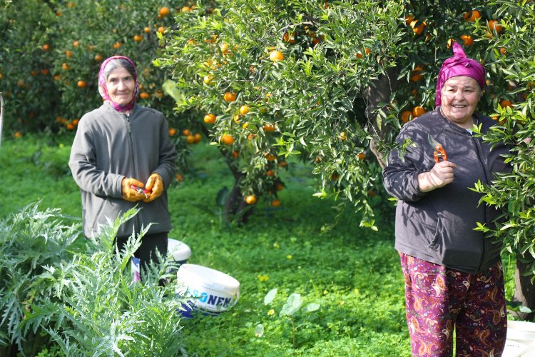 Mandalin hasadında imece ruhu canlandı -