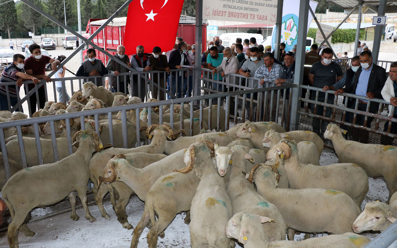 Manisa’da 140 damızlık koç dağıtıldı