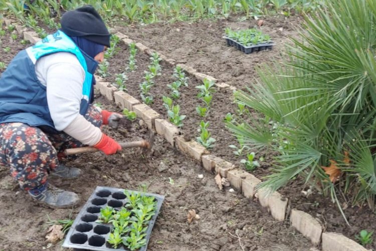 Manisa'da yetiştirilen çiçekler toprakla buluşuyor