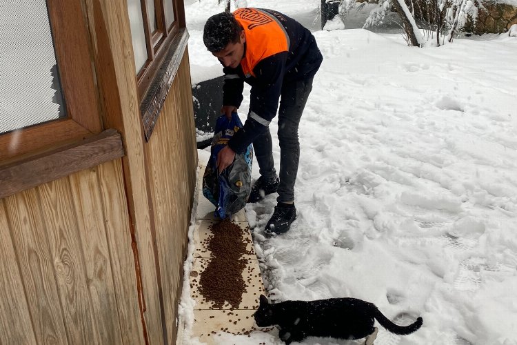 Mardin Büyükşehir'den can dostlara mama desteği -