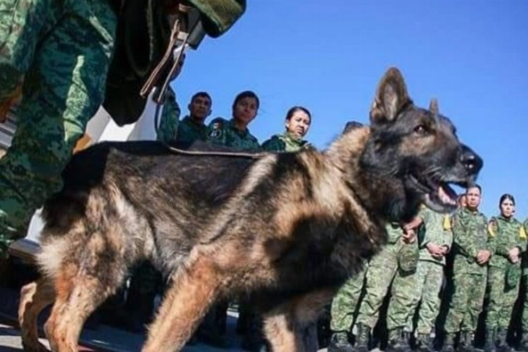 Meksika Ordusu'nun kahraman köpeği 'Proteo' Türkiye görevinde öldü -