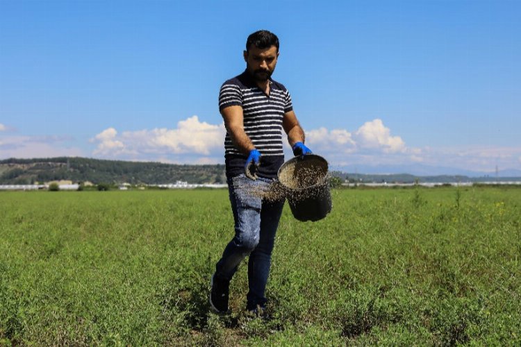 Meralara tohumlu çözüm -