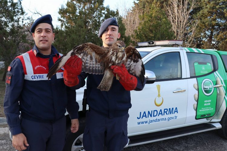 Meriç’te yaralı şahini kurtarma operasyonu -