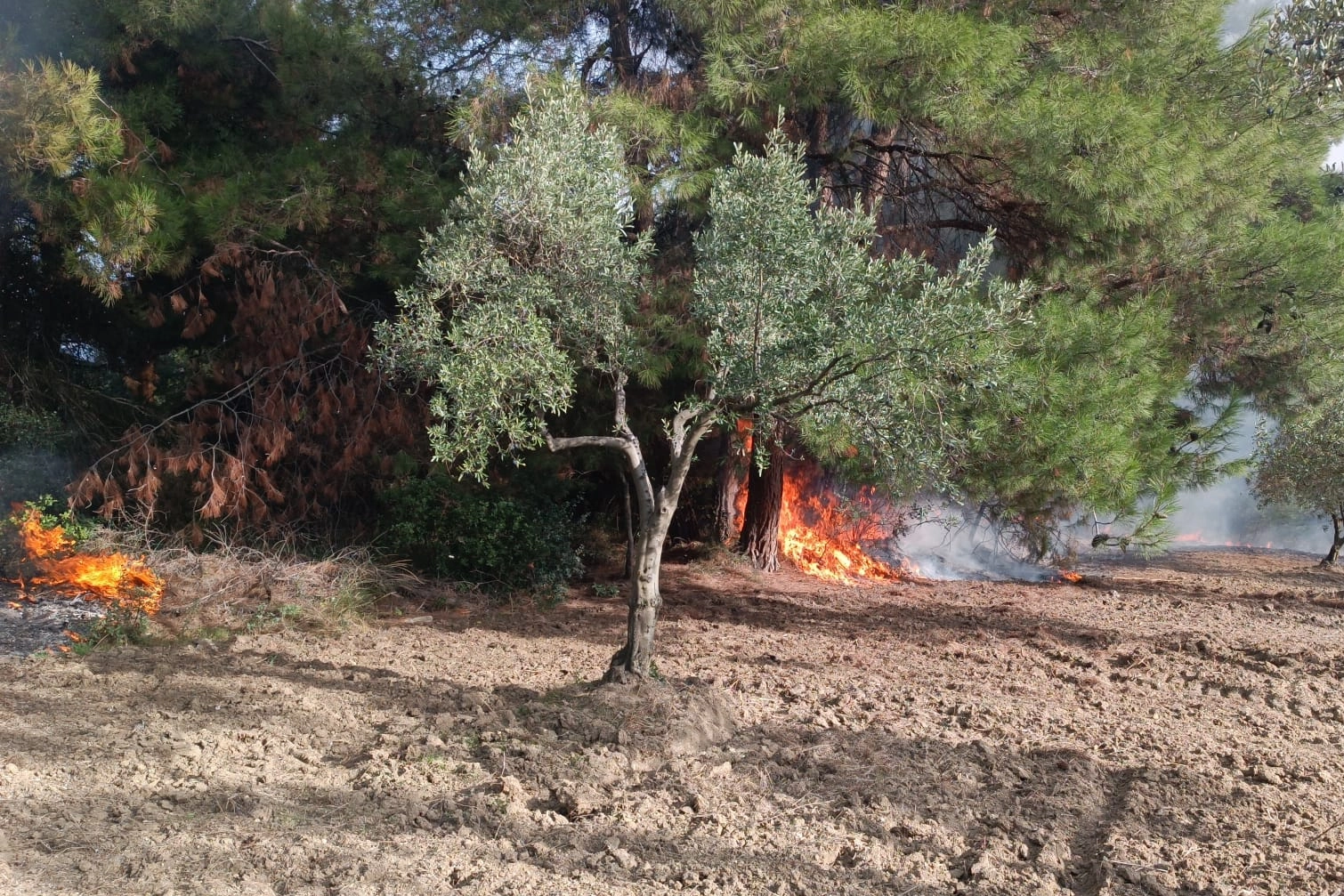 Mudanya Çağrışan'da tarım arazisinde çıkan yangın korkuttu -