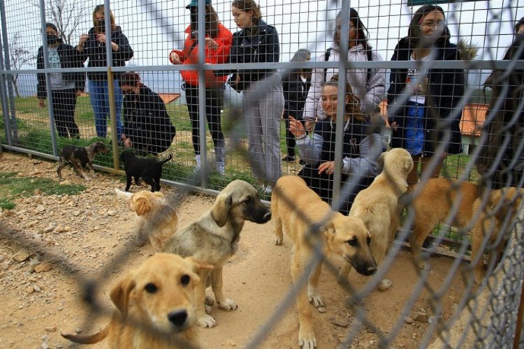 Muğla'da Geçici Hayvan Bakımevi’ne ziyaretçi akını -