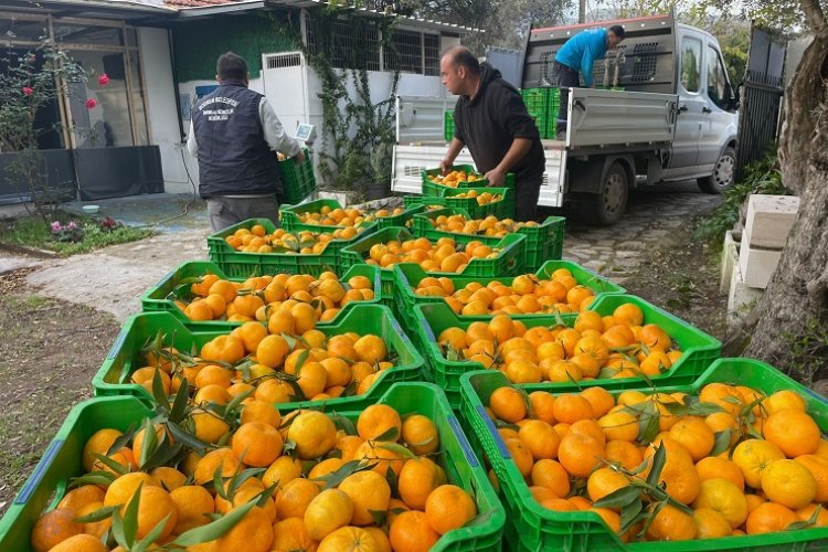 Muğla'da üreticiden mandalin alımı sürüyor -