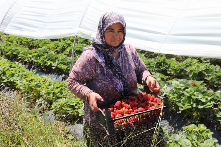 Muğla Köyceğiz Yaylaları’nın çilekleri raflarda -