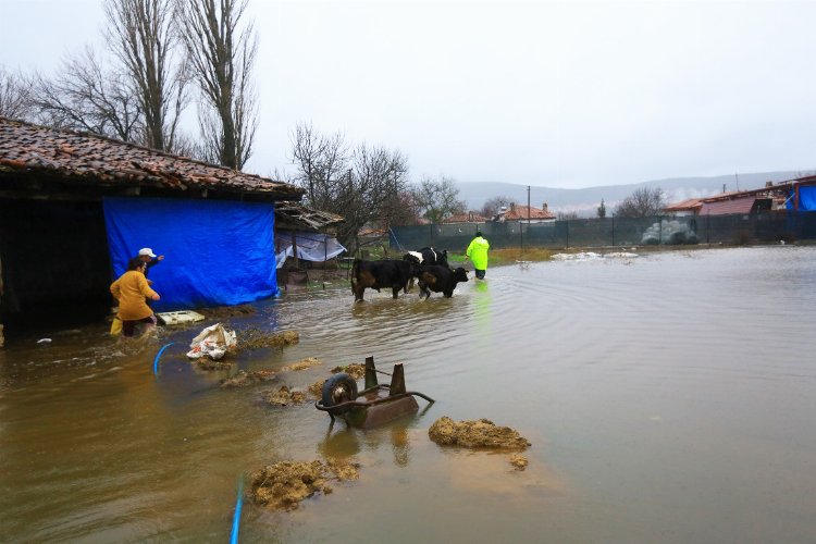 Muğla'da su taşkınında mahsur kalan hayvanlar kurtarıldı -