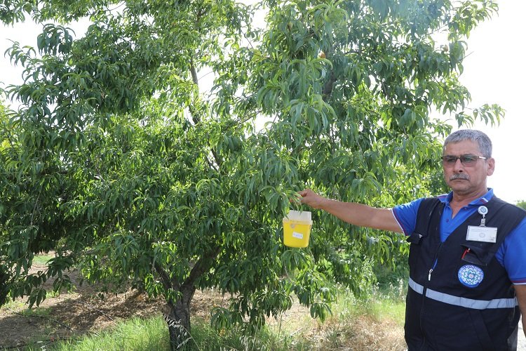 Narenciye ihracatına Muğla Büyükşehir desteği -