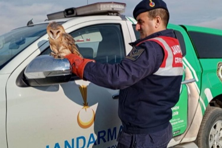 Nesli tehlike altında olan baykuş koruma altına aldı -