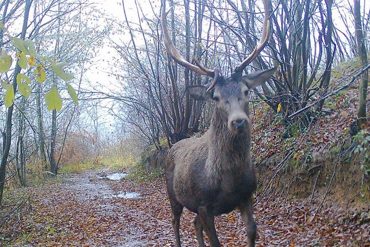 Ormanya’nın yaban hayatı foto kapanlara yansıdı -