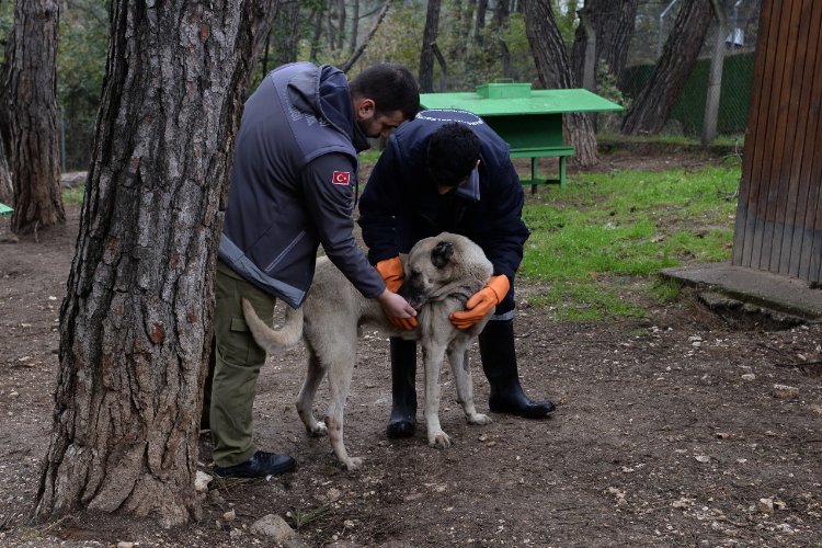 Osmangazi’de başıboş köpek mesaisi -