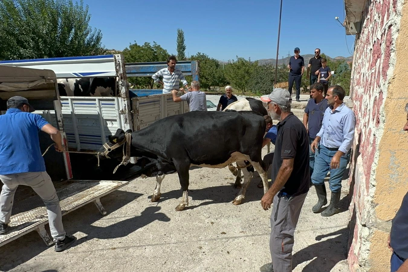 Rotary’den depremzede ailelere gebe düve yardımı -