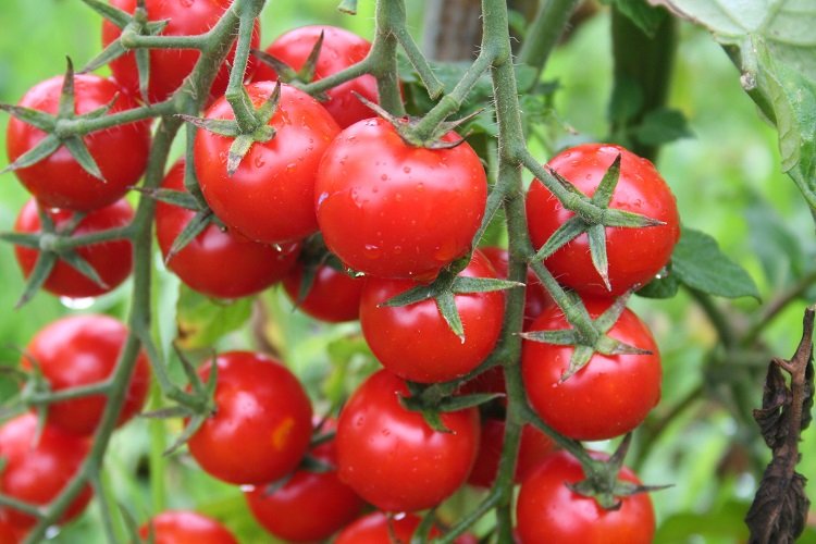 Rusya’ya domates ihracatında kota 500 bin tona çıktı -