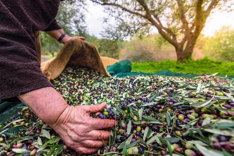 Türk zeytinini en çok Almanlar, Iraklılar ve Romanyalılar tüketti -