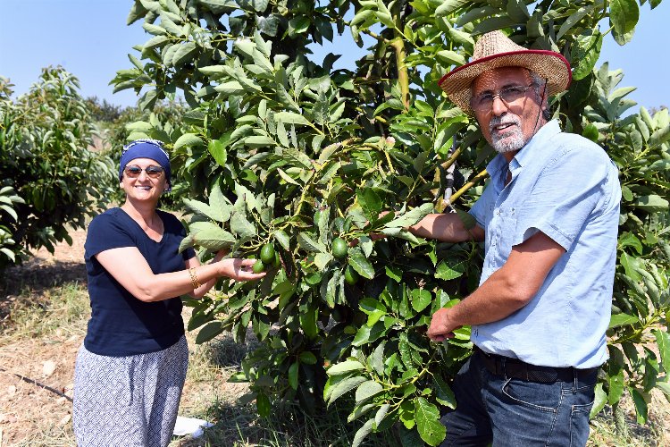 Üreticilere kazançlı avokado desteği -