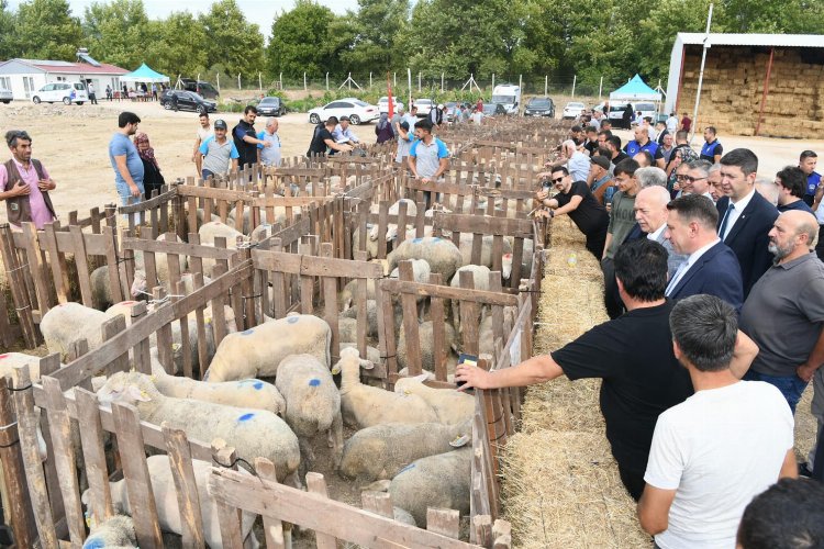 Üreticilere koyun desteği -