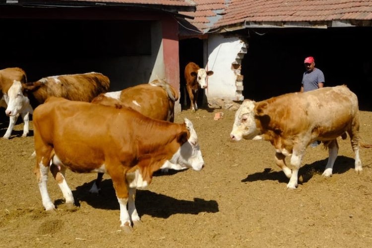 Üreticiye damızlık boğa desteği -