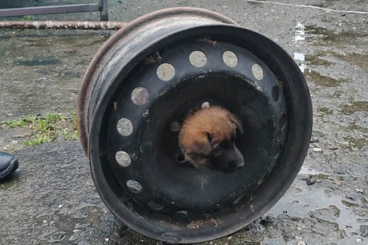 Yavru köpeğin başı jantla dertte -