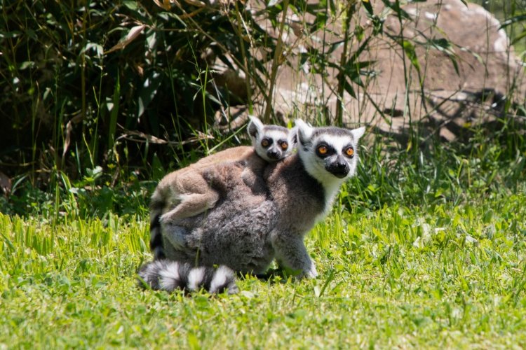 Yavru lemur, Ormanya ailesine katıldı -