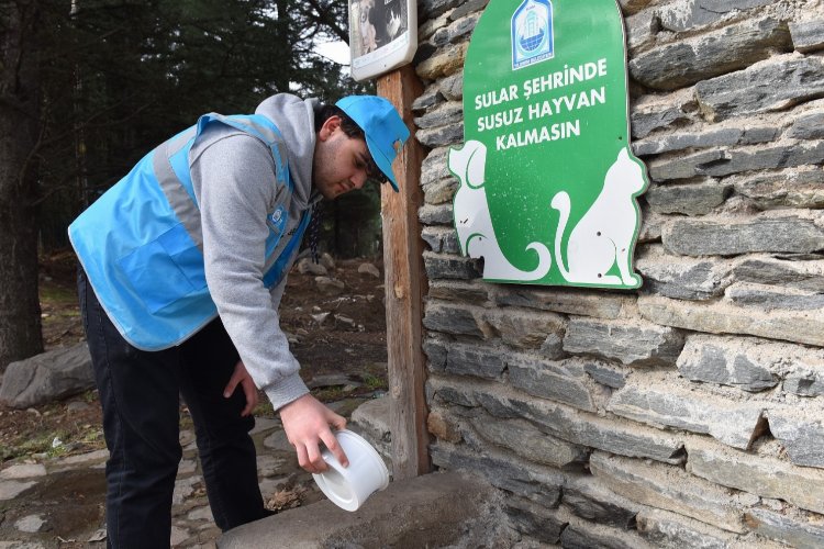 Yaz sıcaklarında sokak hayvanlarına da 'Yıldırım' takviye -