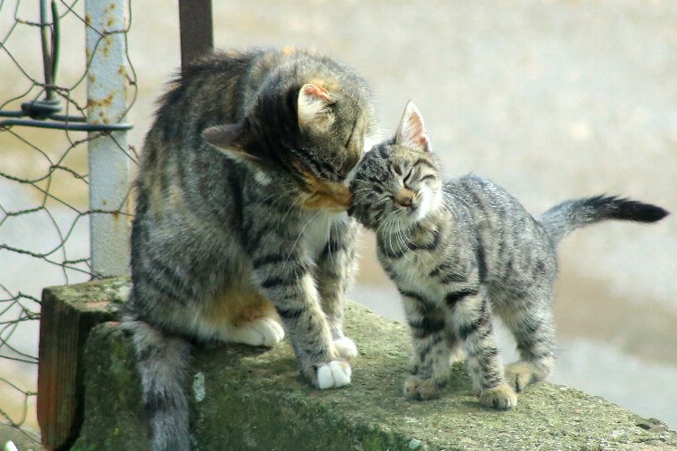 Yenişehir'de kedi ailesinin sabah bakımı -