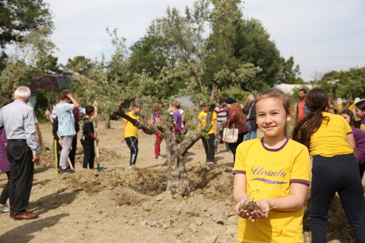 Zeytin ağaçları yeni yerine taşındı  -