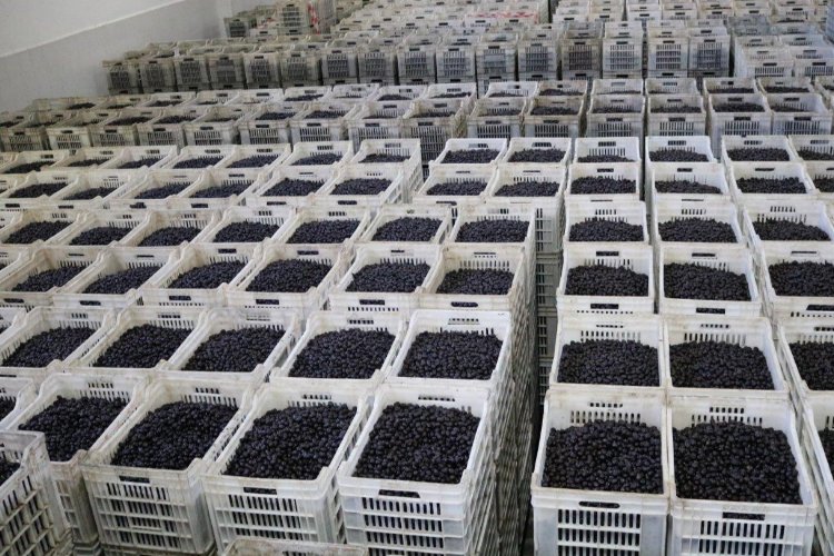 Zeytin üreticisi ortaktan 2,8 milyar TL'lik teslimat -