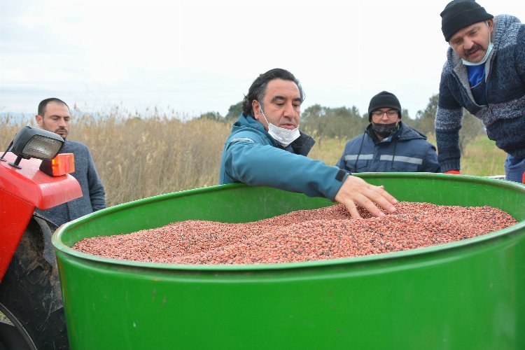 İzmir Aliağa'da hayvanlar için yem bitkisi dikildi 