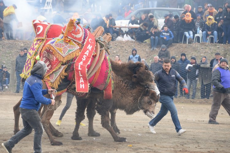 İzmir Bergama'da deve güreşlerinde geri sayım 