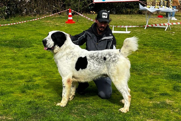 İzmir’in isim yapmış köpeklerinden ‘Laysan’ Sırbistan’a gidiyor -