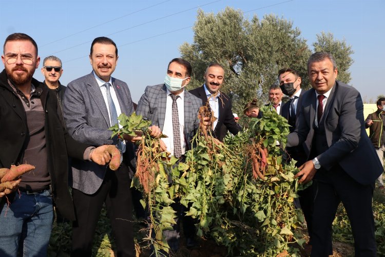 İzmir'in yeni ürünü, tatlı patates 