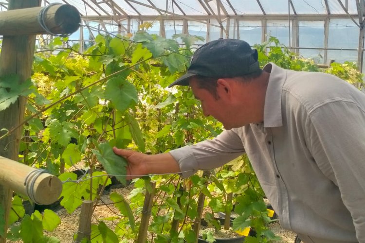 Tokat'ta dirençli üzüm çeşidi geliştirildi -