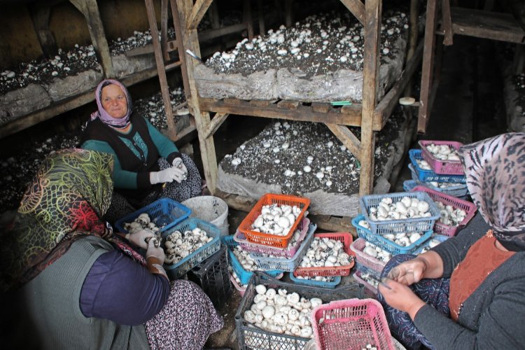 Üretim kaybı ve ilaç kullanımı önlenecek -