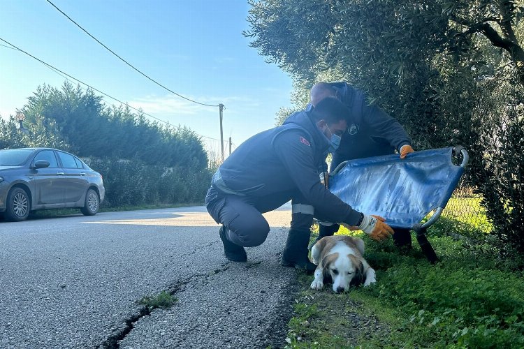 Yaralanan sevimli köpek sağlığına kavuştu -