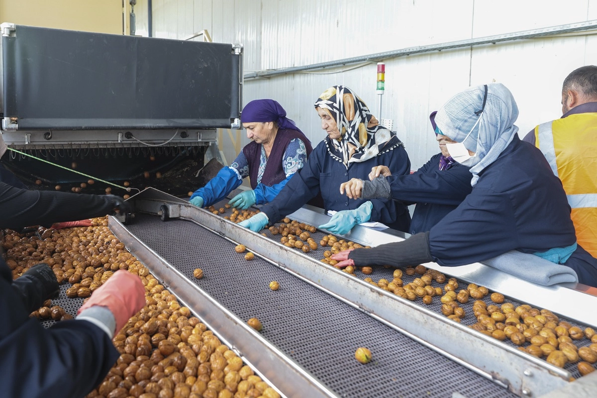 Yerli cevizde 60 bin ton rekolte beklentisi -