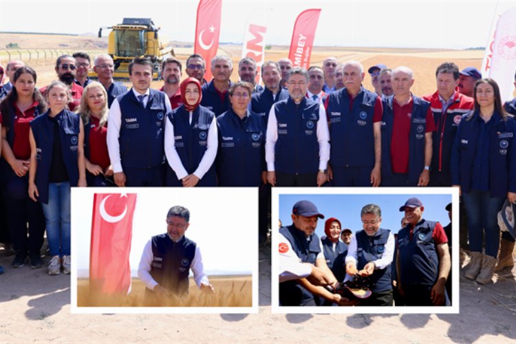 Yerli ve milli buğday çeşitlerine hasat -