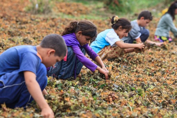 Yoksulluk çocukları çalışmaya zorluyor -