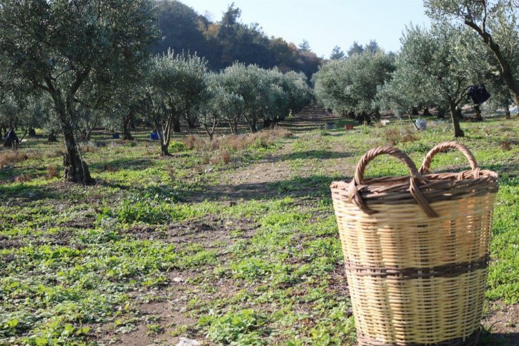 Zeytin üreticisine ürün bedellerinin yarısı yatırılıyor -